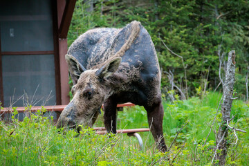 A female moose grazes in front of a shelter at Isle Royale National Park in Michigan