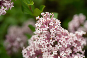 pink lilac flowers