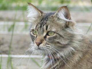 cat