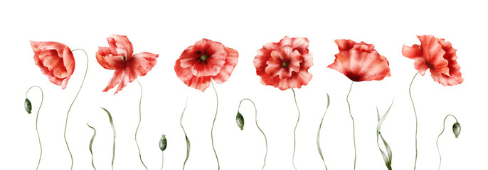 Watercolor floral arrangement - Poppies, Red poppy flowers, Wildflowers, Botanic summer illustration isolated on white background, Hand painted floral background, Botanical collection of garden 