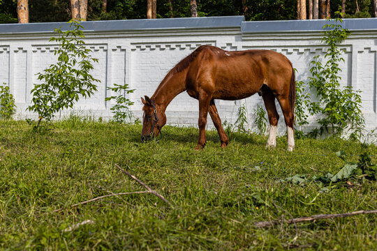 Brown Young Horse Grazing Against A White Wall