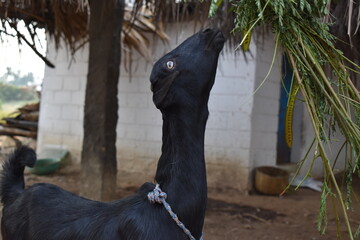 It is an Indian goat