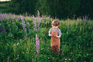 child walks in a lupine field in the summer evening at sunset