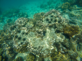 Beautiful underwater world at Cocks Comb Island,Kawthoung,Southern Myanmar.With beautiful marine life and coral reef.