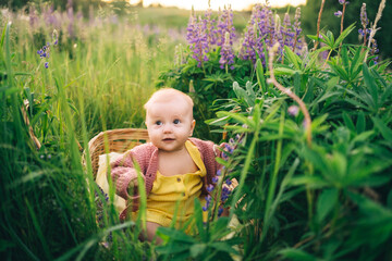 baby in a wicker basket in a lupine field in nature in the summer in the evening sunset