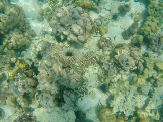 Beautiful underwater world at Cocks Comb Island,Kawthoung,Southern Myanmar.With beautiful marine life and coral reef.