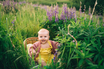 baby in a wicker basket in a lupine field in nature in the summer in the evening sunset