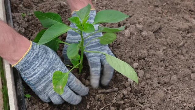 Gardener's hands planting seedlings of pepper in the greenhouse, close up image