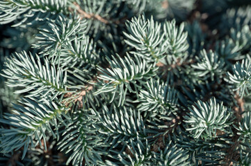 Naklejka na ściany i meble Fir tree brunch close up. Shallow focus. Fluffy fir tree brunch close up. Christmas wallpaper concept. Border of fir branches in nature with soft focus and sun glare. Copy space.