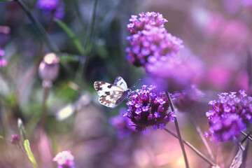Butterfly sitting on violet flower and drinking nectar in spring or summer fabulous blooming green...