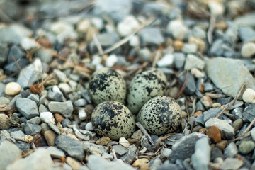 Killdeer nest in the rocks with four eggs