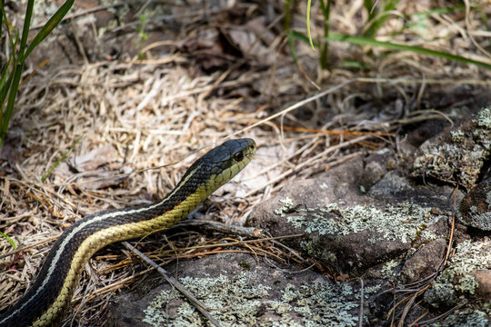 A garter snake slithers through the foliage at Isle Royale National Park in Michigan