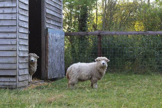 greyface dartmoor lambs coming out of their field shelter on a small holdings farm in norfolk