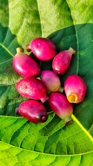 Purple Java Plum on Green Leaf - Black Jamun Fruit