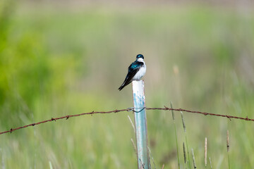 Tree Swallow, Tachycineta bicolor, perching on a barbed wire fence in a field.  Small bird.