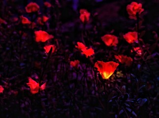 red glowing flowers - red rose petals