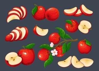 Red apple set vector illustration. Tree branch with organic fruity apples, flowers and green leaves Cartoon isolated whole delicious juicy fruit and cut into portion slices, half and quarter pieces.