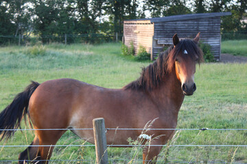Greenwing section D Welsh cob mare horse posing for the camera with the sunset reflecting off her...
