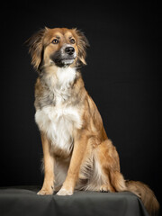Tricolor shepherd dog sitting in a photo studio with a black background