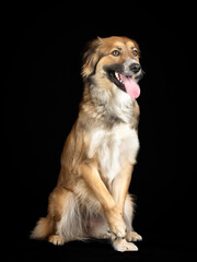 Tricolor shepherd dog sitting in a photo studio with a black background