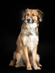 Tricolor shepherd dog sitting in a photo studio with a black background