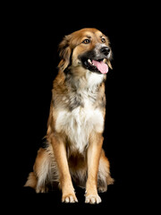 Tricolor shepherd dog sitting in a photo studio with a black background