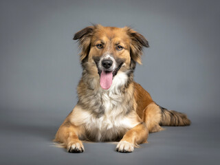 Tricolor shepherd dog lying in a photo studio with a black background