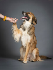 Tricolor shepherd dog high five in a photo studio with a black background