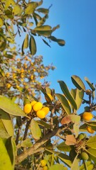 rajna fruit on tree. obtuse-leaved mimusops. Manilkara hexandra or Mimusops hexandra. Palamunpala. Ulakkaippalai