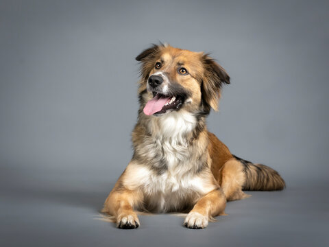Tricolor shepherd dog lying in a photo studio with a black background