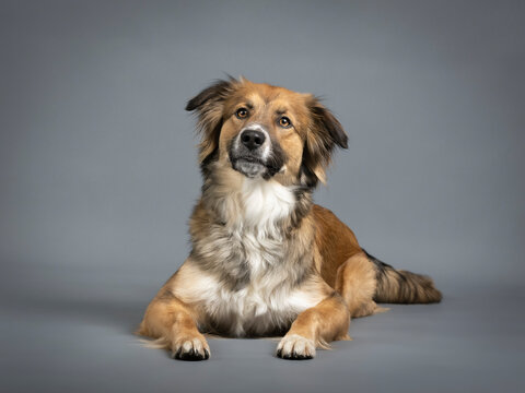 Tricolor shepherd dog lying in a photo studio with a black background