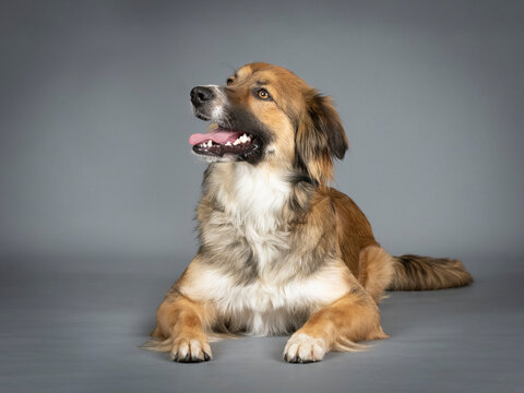 Tricolor shepherd dog lying in a photo studio with a black background