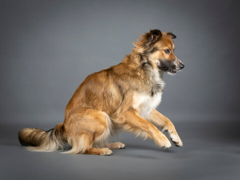 Tricolor shepherd dog playing in a photo studio with a black background