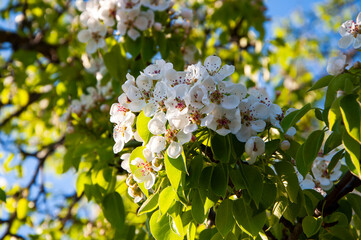 Blossoming spring fruit trees with bouquets of pear flowers