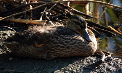 Mallard duck basking in the sun