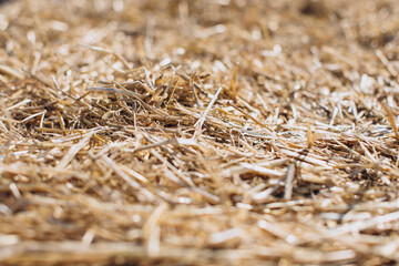 Hay texture. Hay bales are stacked in large stacks. Harvesting in agriculture.