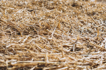 Hay texture. Hay bales are stacked in large stacks. Harvesting in agriculture.