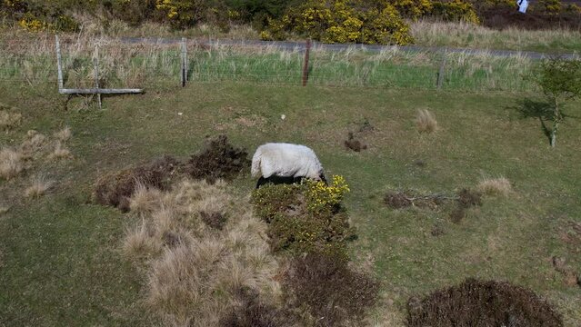 Aerial shot of cattle grazing in the grass. Scottish Highland cattle, long horns and long hair, graze on open pasture in the North York Moors National Park. 