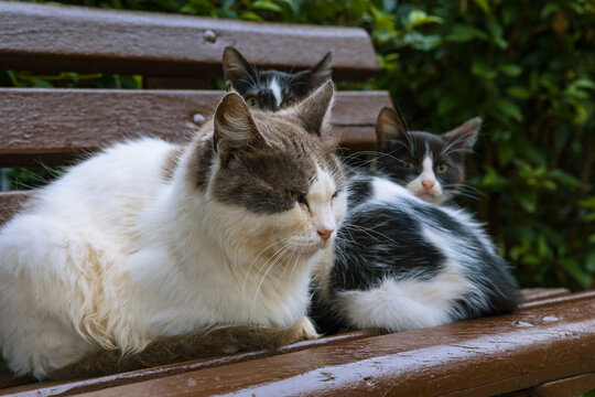 Stray cats. Stray cat family sitting on the bench in the park in Istanbul