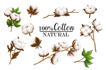 Cotton plants set, vector illustration. Cartoon isolated boll and pod with raw fluffy organic fiber of cotton harvest, natural leaf and bud on branch in botanical background - obrazy, fototapety, plakaty