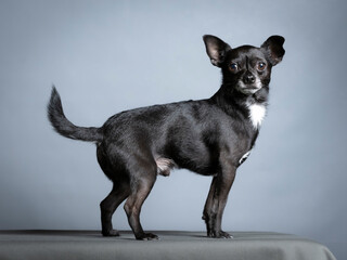 Black chihuahua standing in a photography studio