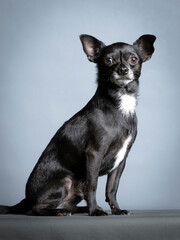 Black chihuahua sitting in a photography studio