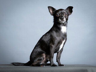 Black chihuahua sitting in a photography studio