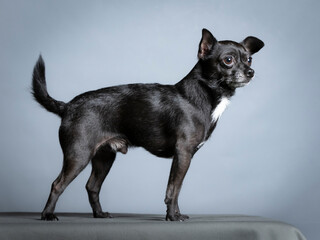 Black chihuahua standing in a photography studio