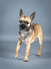 Light brown chihuahua standing in a photography studio