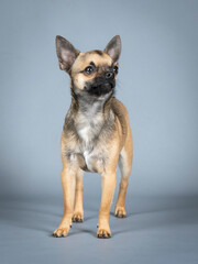 Light brown chihuahua standing in a photography studio
