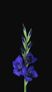 Time lapse of opening dark blue gladiolus flower isolated on black background, vertical orientation