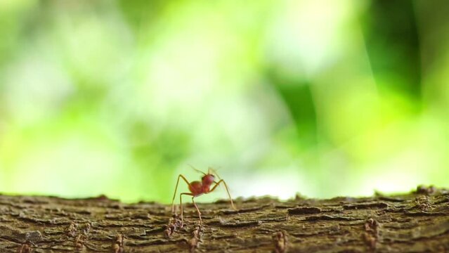 Ant action standing. red ant walking on tree, Concept team work together.