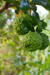 Bergamot fruit, citrus herb, leaves used in cooking to add aroma on blur background.