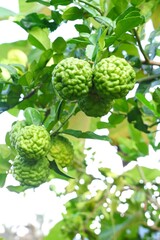 Bergamot fruit, citrus herb, leaves used in cooking to add aroma on blur background.